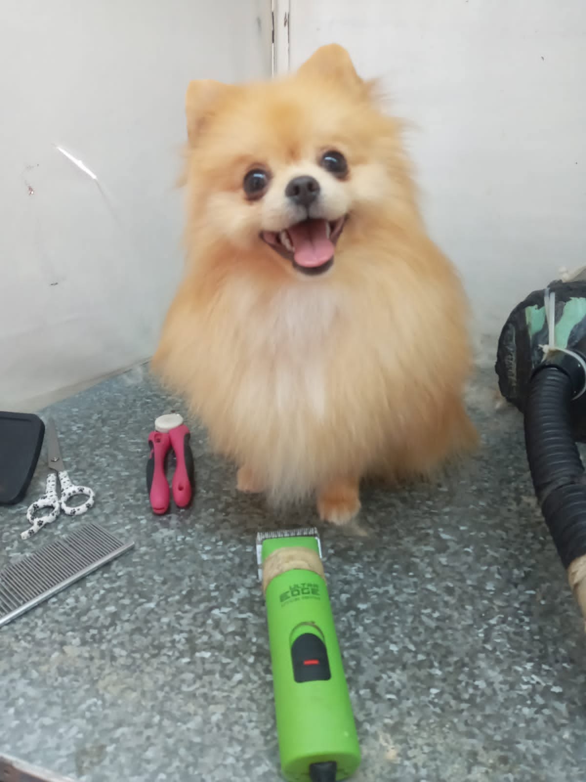 Baño relajante canino con agua caliente y espuma